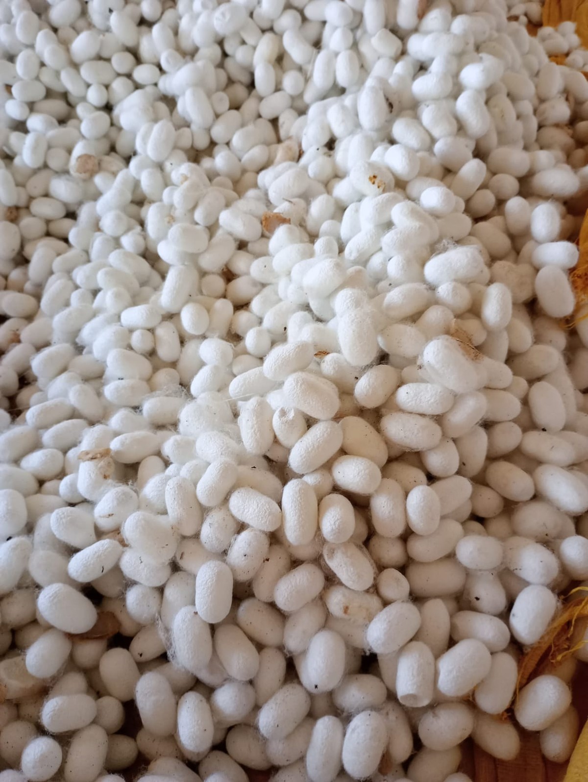 Produção da cobiçada seda brasileira está em declínio