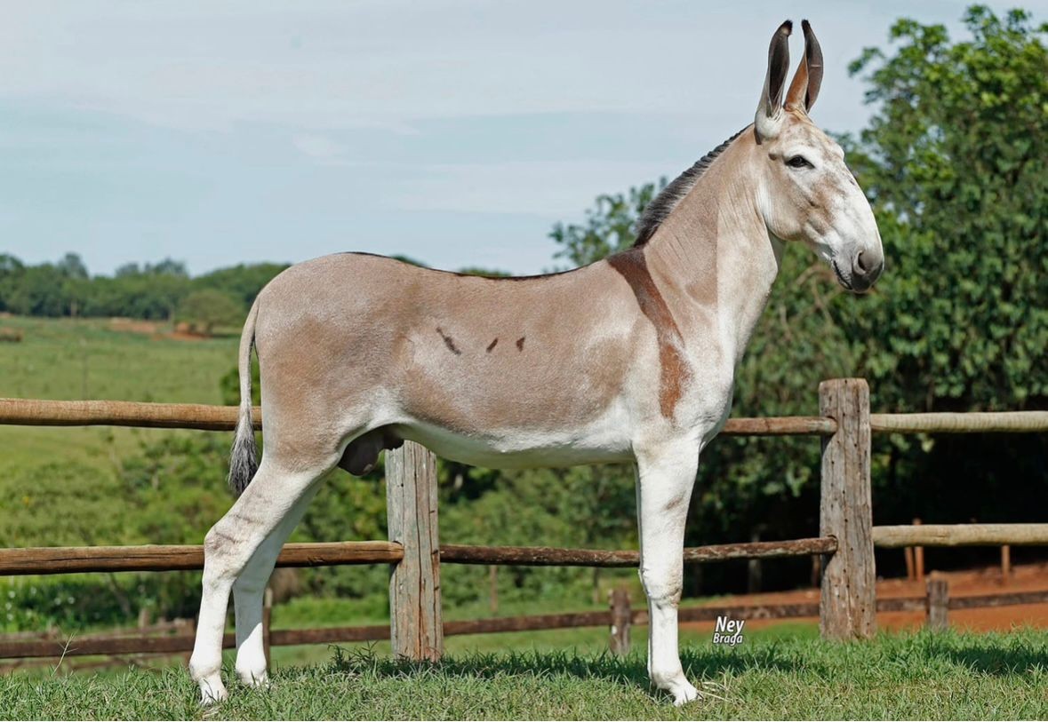 Conheça as raças de jumentos no Brasil