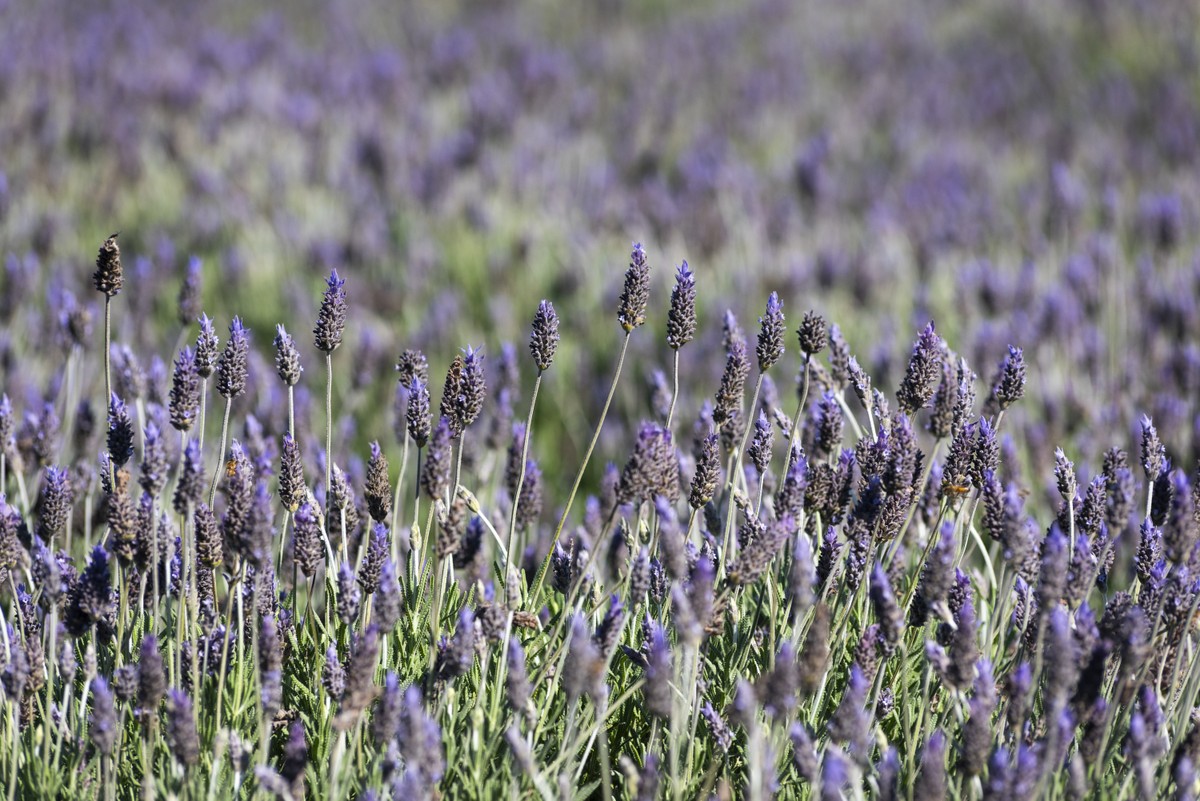 fundo de padrão de lavanda