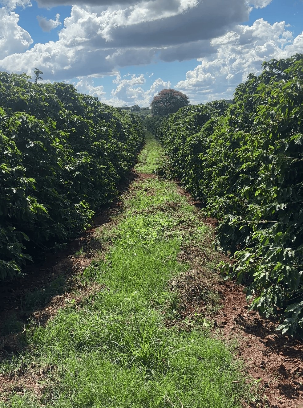 Corredor ecológico na Fazenda Nossa Terra — Foto: Luiz Eduardo Minervino