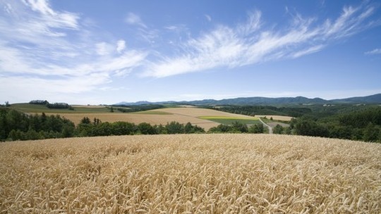 Paraná inicia o plantio do trigo e prevê aumento da área cultivada