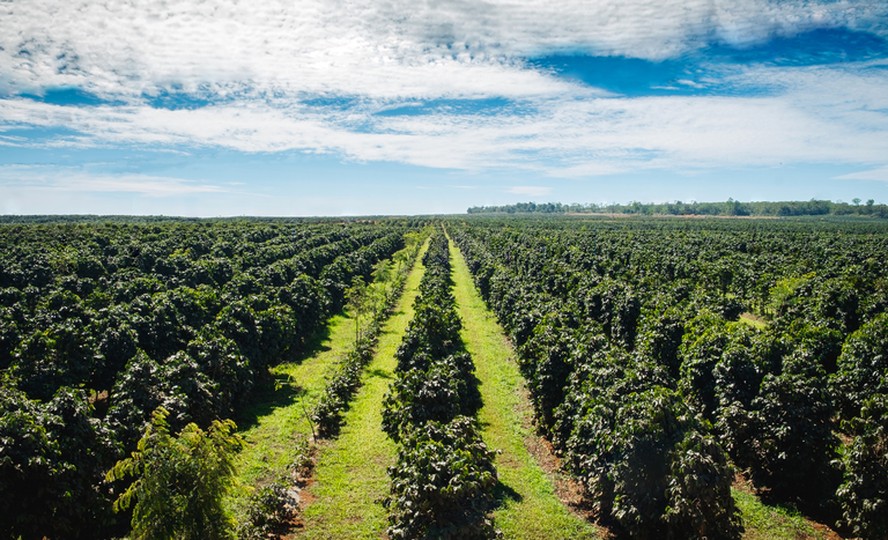 Chuvas devem atingir regiões produtoras de café no Brasil no próximo fim de semana