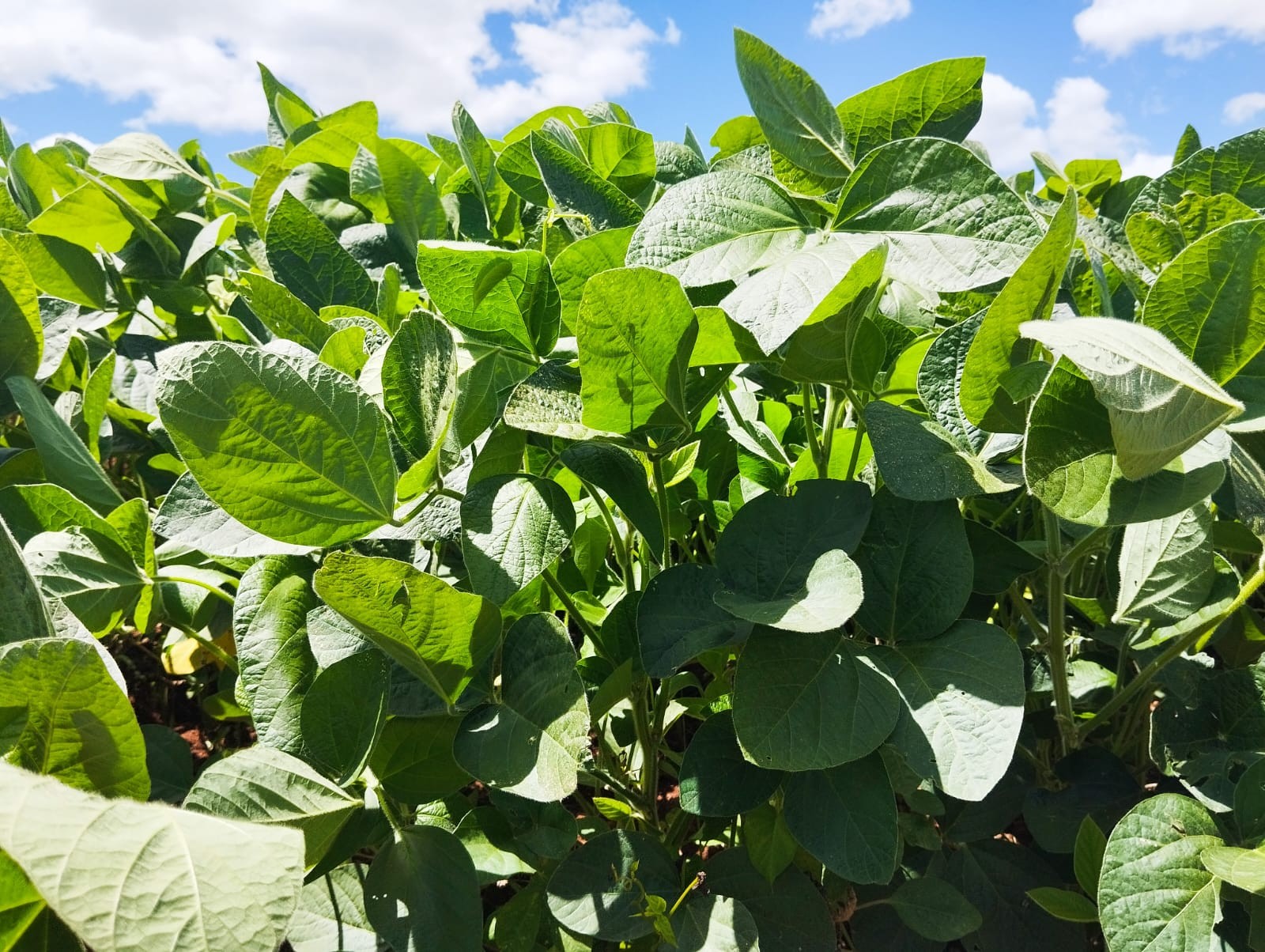 Produtores apontam incoerência de trading por desmatamento em Rondônia