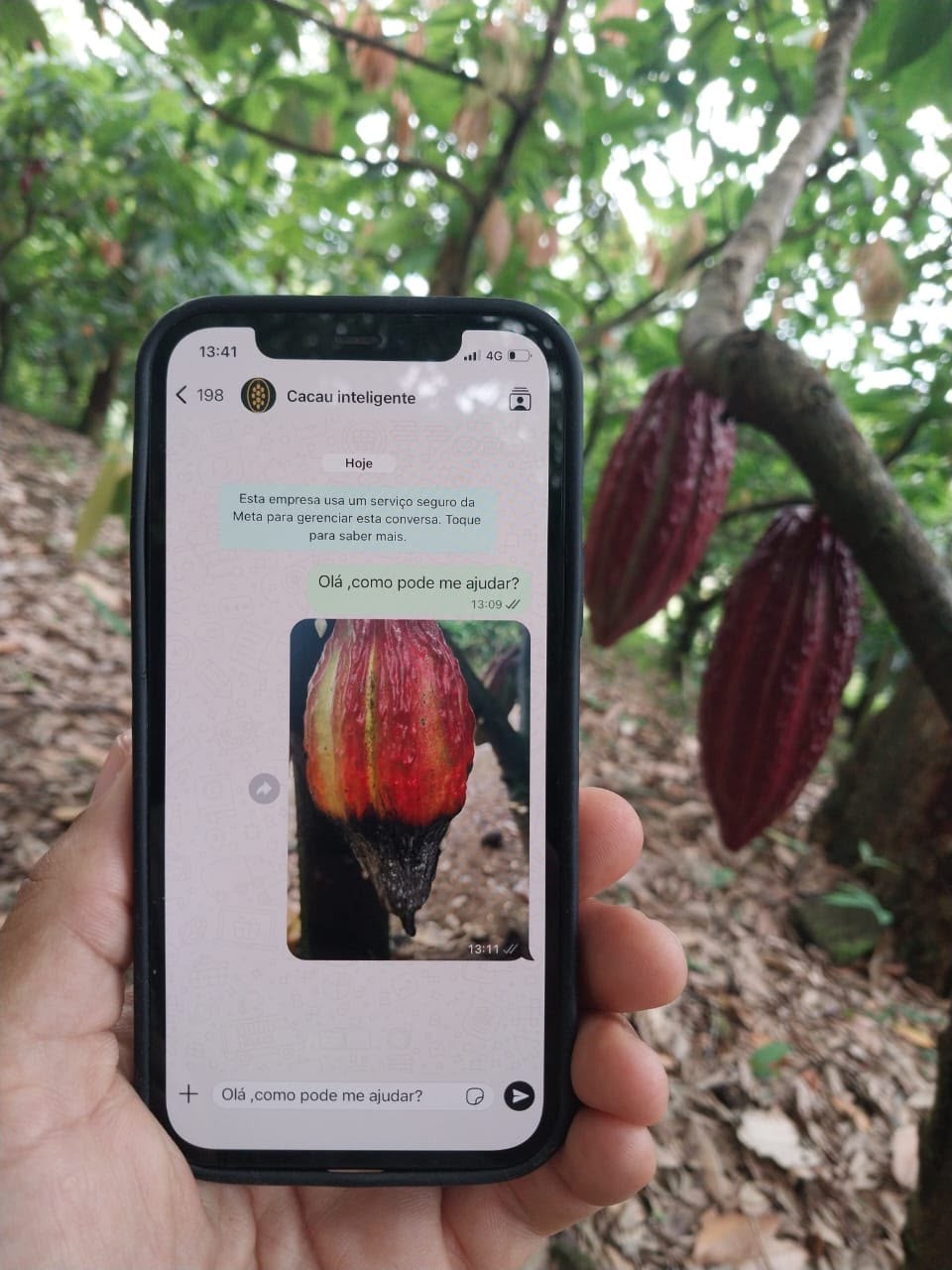 Pesquisadores lançam 'app do cacau' para ajudar produtores na lavoura