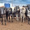 Um ponto que ajuda a manter as cotações sustentadas é a oferta mais diminuta, principalmente dos confinamentos  - José Florentino/Globo Rural