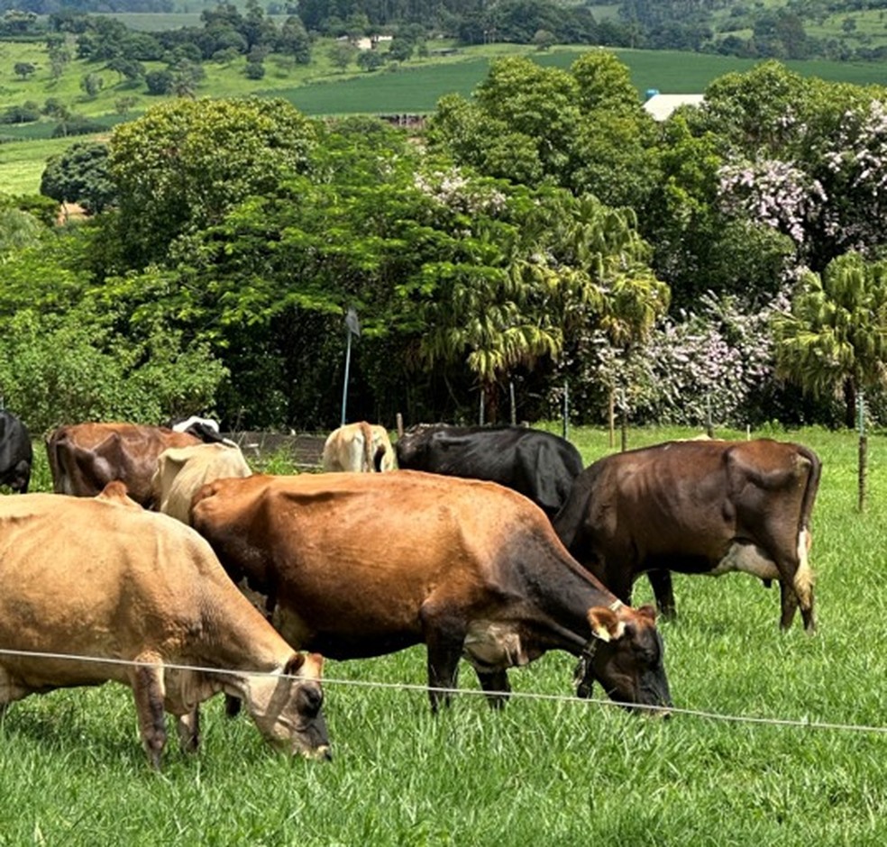 Sistema agroflorestal garante maior resiliência à produção de leite — Foto: Arquivo pessoal
