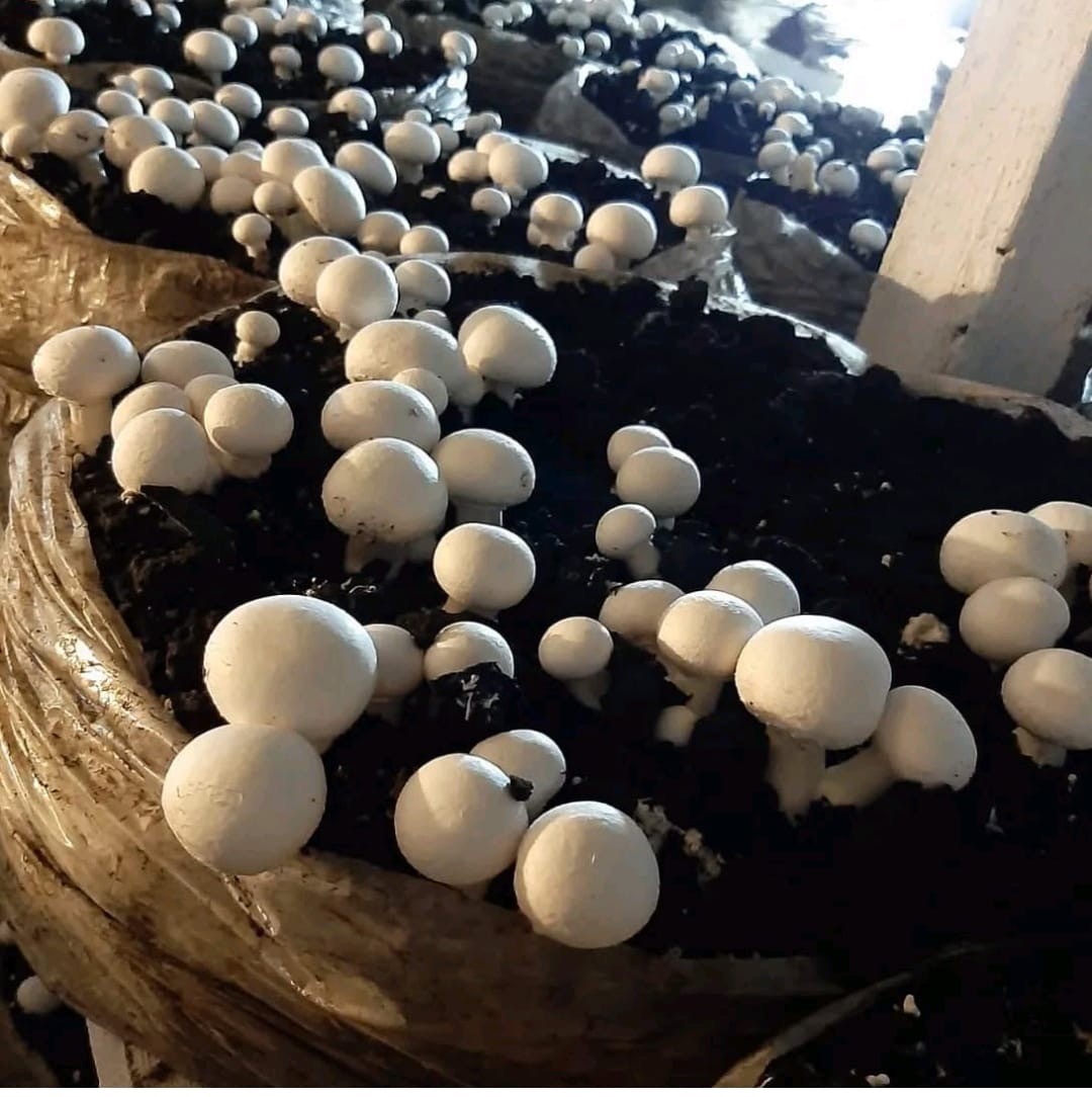 Cultivo de cogumelos dobra em uma década no Paraná
