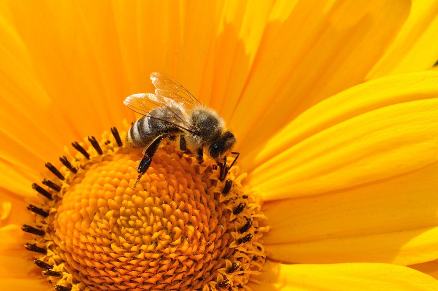 Abelhas em risco devido à seca e produtores de mel com quebras
