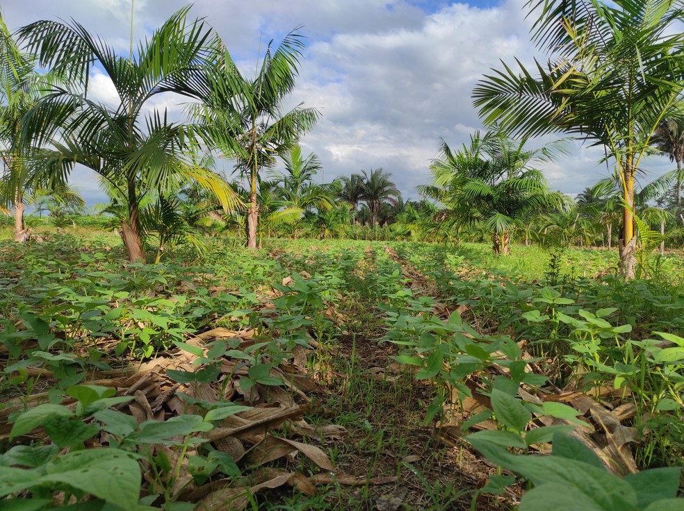 Agroflorestas priorizam a diversidade de plantas e a presença de predadores naturais, com foco na produção sustentável — Foto: José Rey Souza/Embrapa