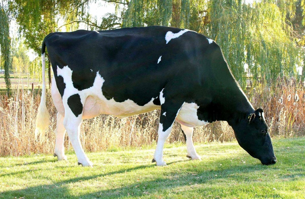 Holstein Missy foi destaque no World Dairy Expo, feira americana com foco em inovação e pecuária de leite — Foto: Amsha Africa Foundation/ Facebook/ Reprodução