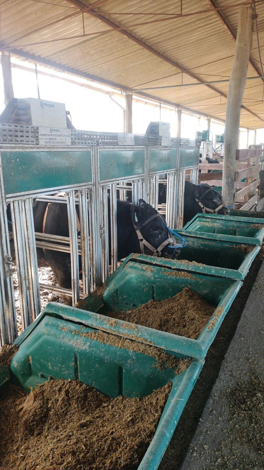 Estudo testa efeitos do farelo de uva em suplementação para bovinos