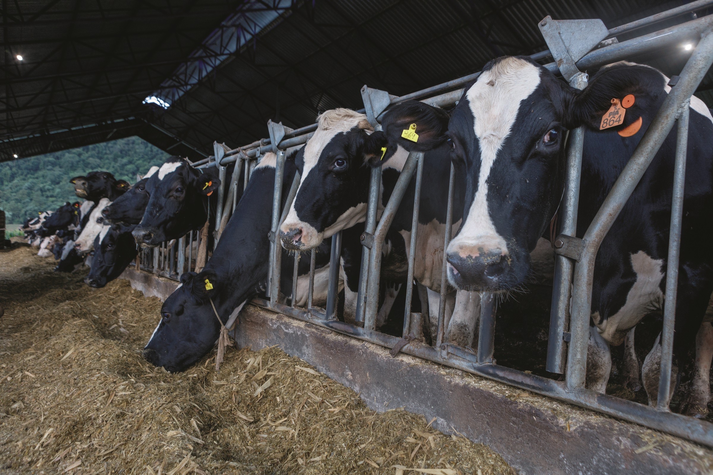 Produtor tem melhora na relação de troca entre leite e grãos, diz Embrapa