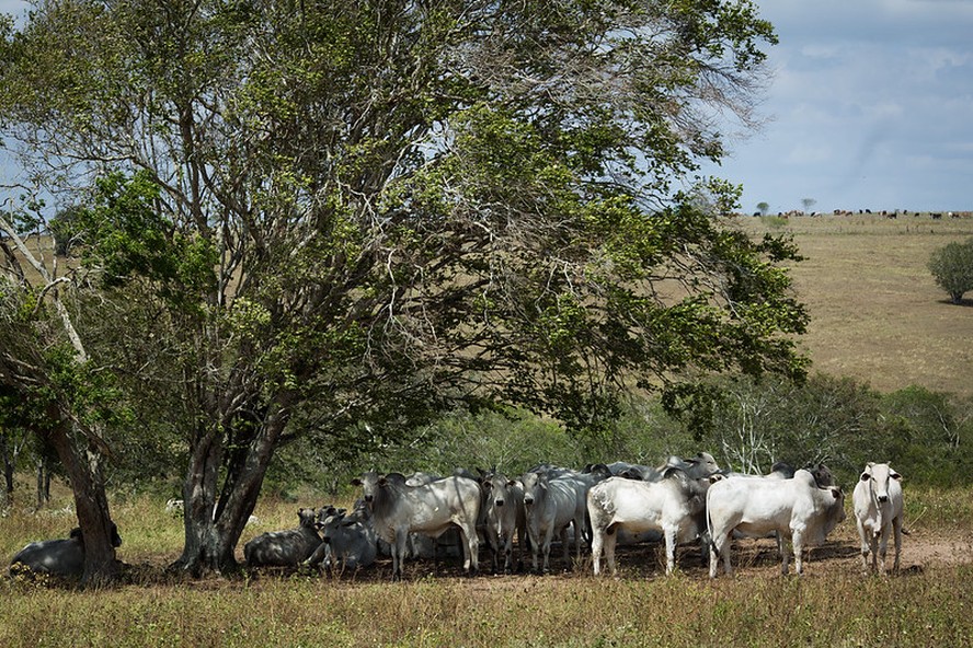 Movimento de baixa nas cotações deve continuar, considerando a menor capacidade de retenção de animais com a perda de qualidade das pastagens