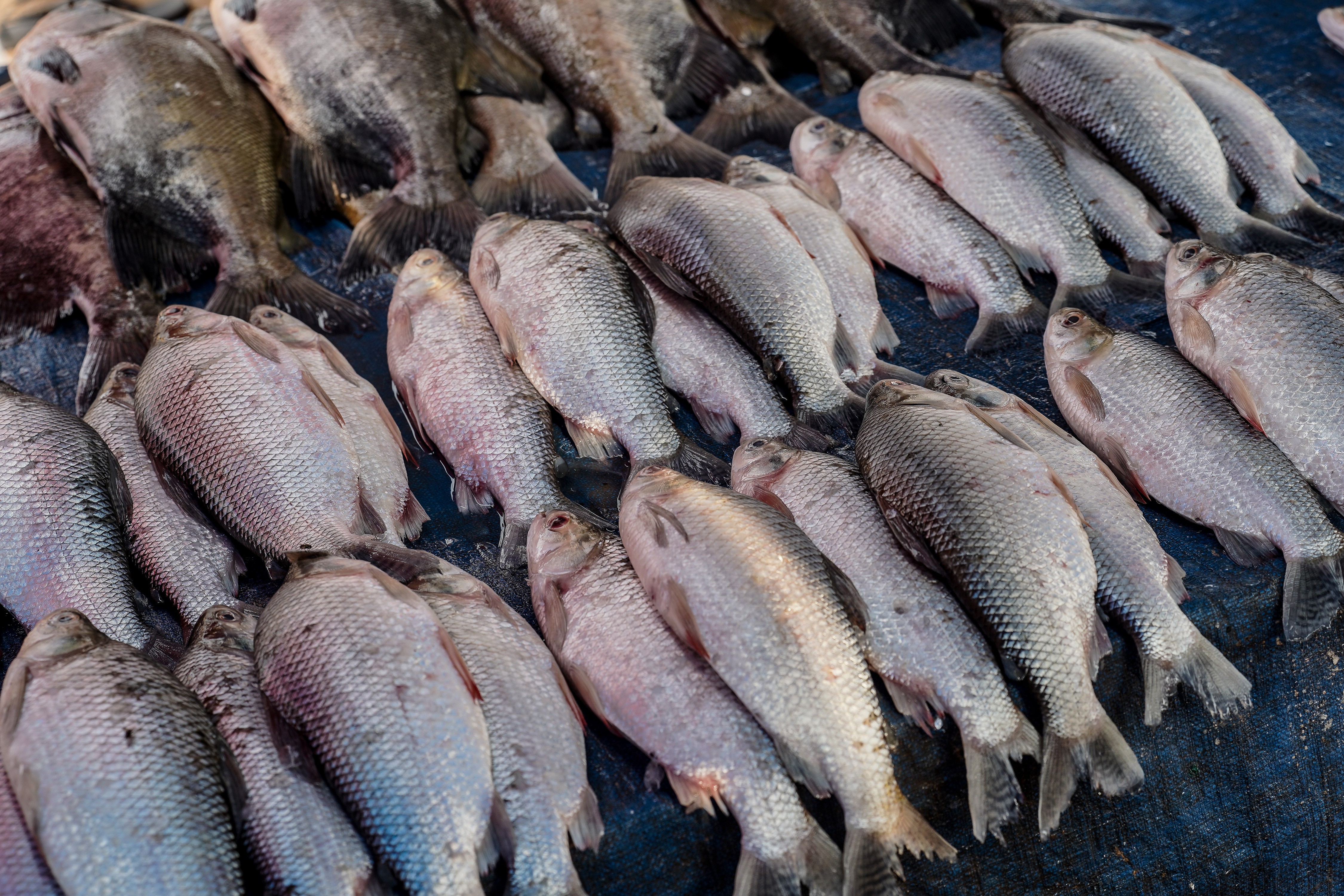 Indústria de pescados e de cacau dizem ser 'prematuro' avaliar tarifas adicionais dos EUA
