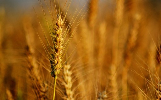 Clima, geopolítica e ajustes técnicos fazem trigo subir 5% em Chicago