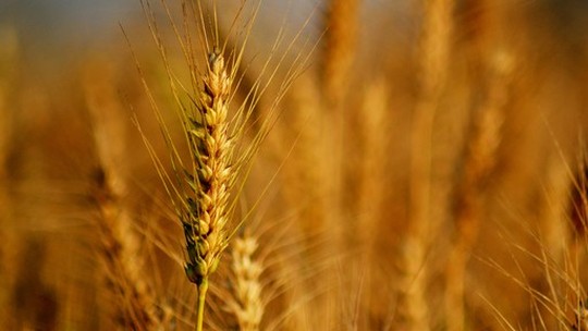 Revisão na safra de trigo americana faz cereal chegar ao menor valor em seis anos