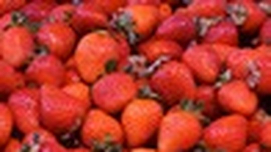 Como plantar morango: manejo correto ajuda a ter bons frutos