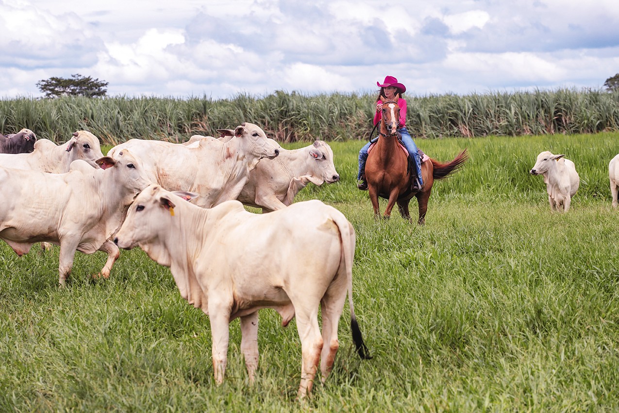 Pecuaristas focam em tecnologia e gestão para sustentar liderança brasileira na carne bovina