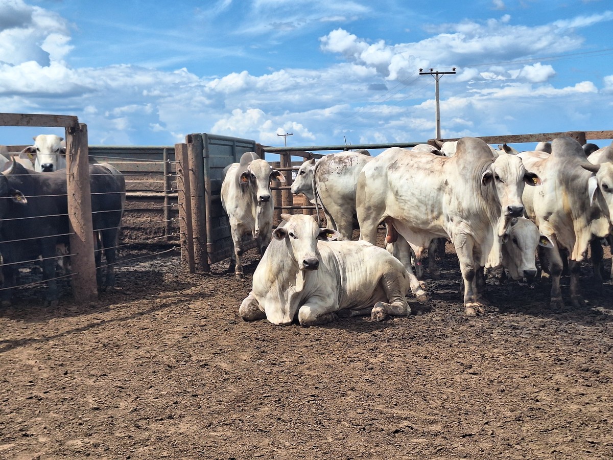 BNDES libera crédito para tecnologia de rastreio de bovinos
