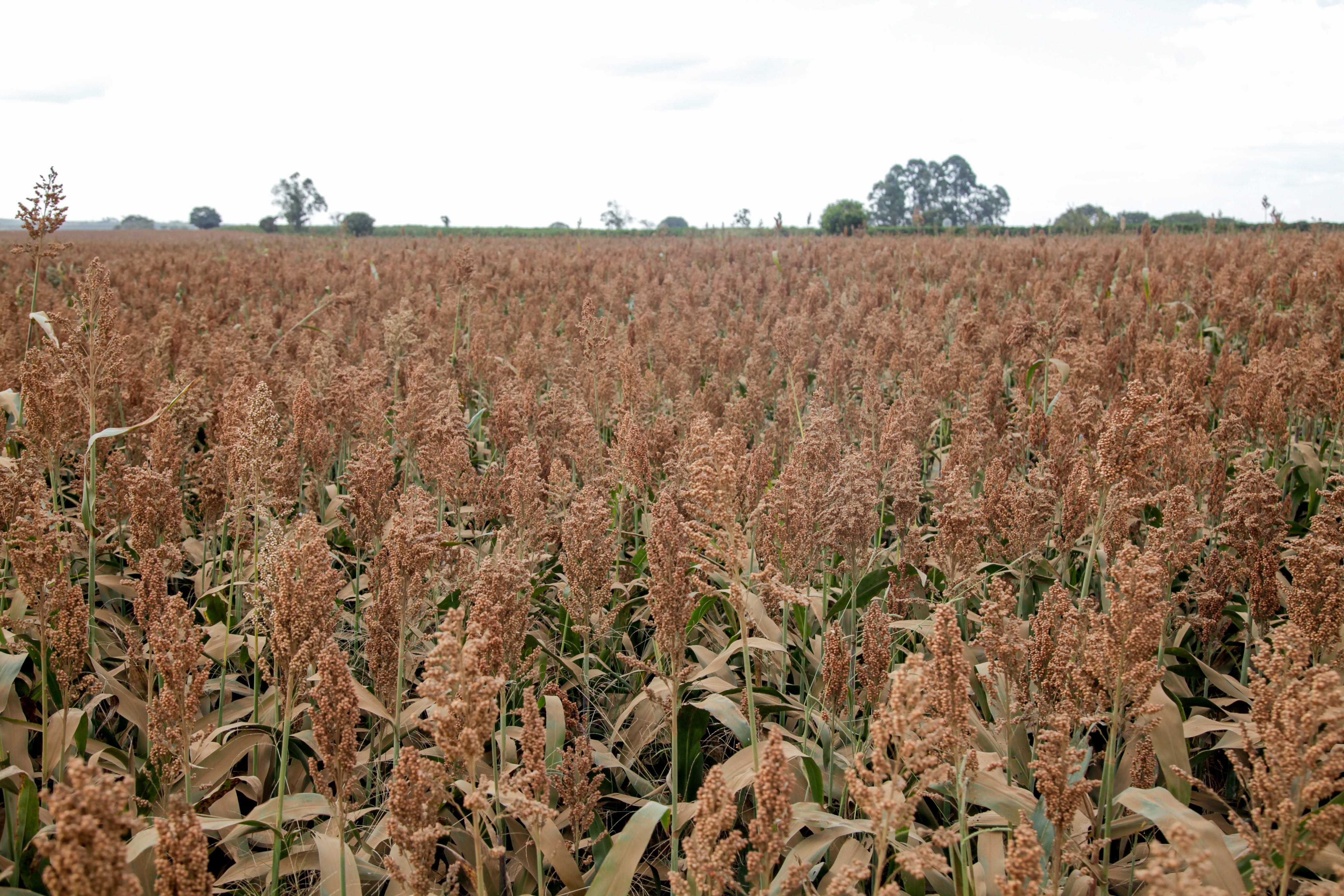 Seca derruba previsão de safra de sorgo no Brasil
