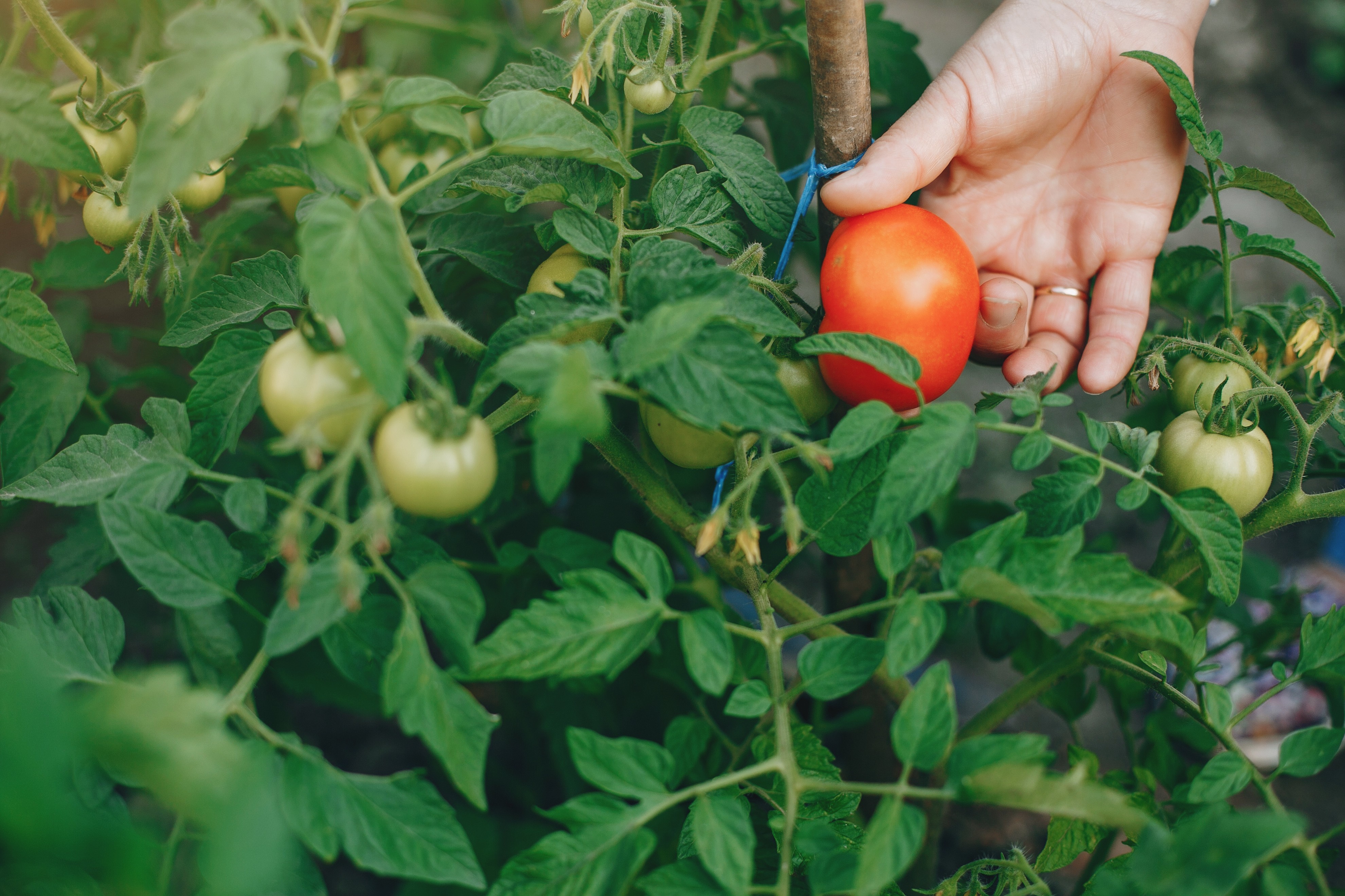 Folhas de tomate podem ser usadas como fonte de proteína