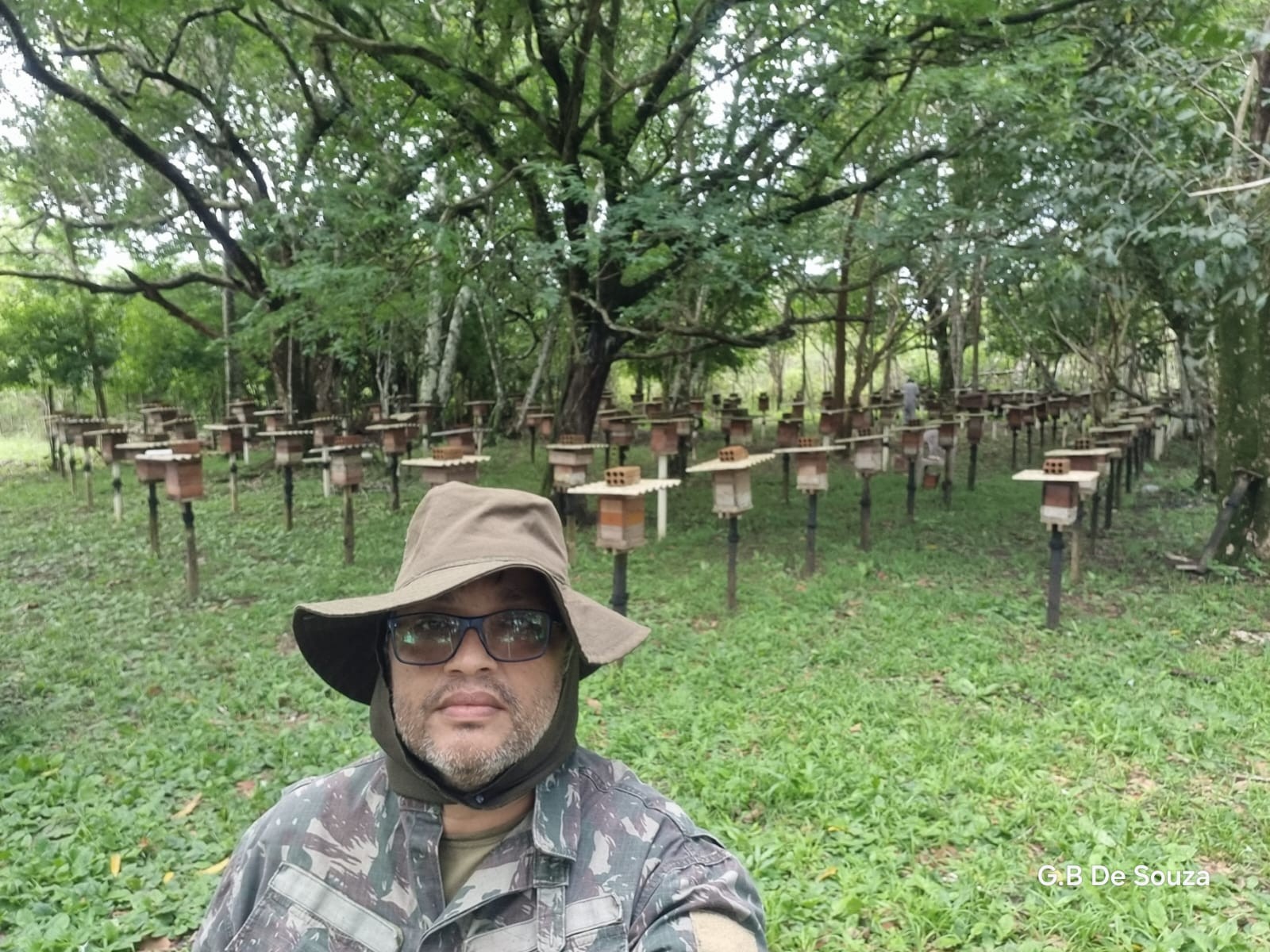 Manejo simples controla praga que mata abelhas sem ferrão