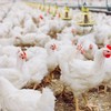 A China é o principal destino das exportações brasileiras de carne de frango - Canva/Creative Commons