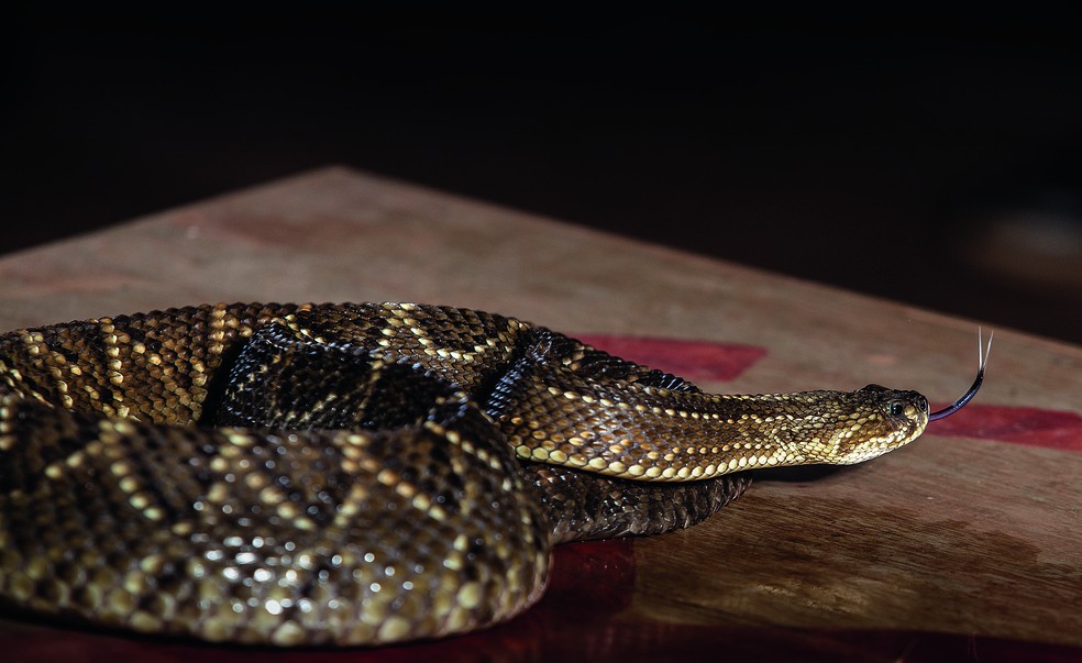A cada 325 incidentes com serpente, uma pessoa morre — Foto: Sergio Ranalli