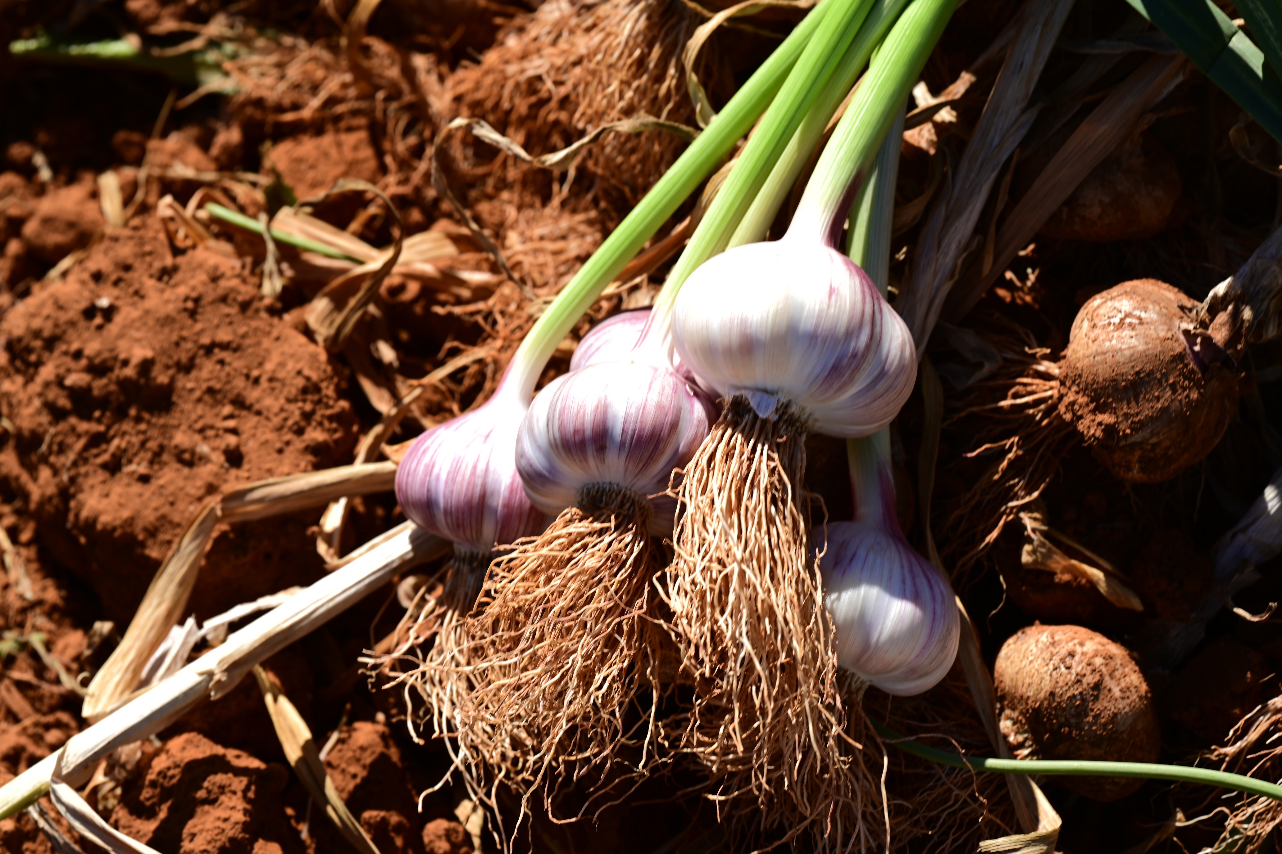 'Pode ser meu último ano': produtor de alho reduz área por excesso de importações