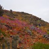 Fenômeno raro colore o Atacama durante a primavera - Conaf