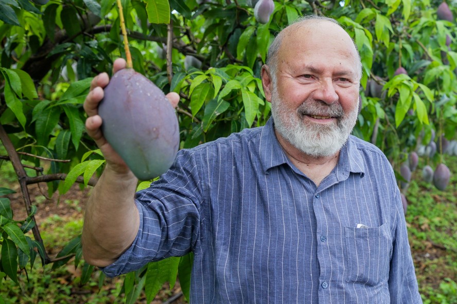 Paulo Dantas, da Agrodan; empresa produz em Pernambuco as variedades kent e keitt, além da tommy e da palmer