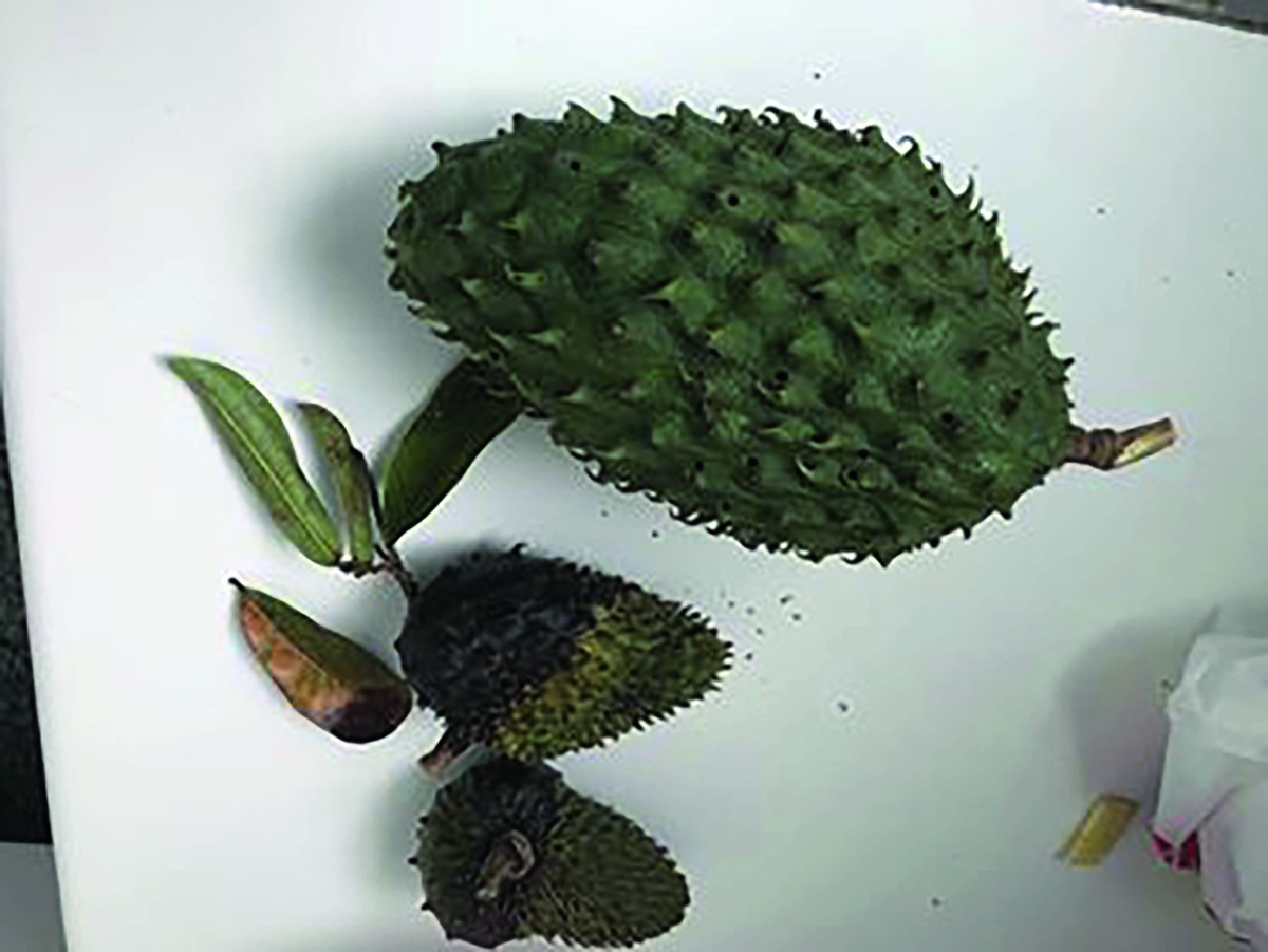 GR Responde: o que apodrece a semente da graviola e faz o fruto cair do ...
