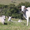 Na semana passada, compradores estiveram fora dos negócios por alguns dias e pecuaristas também ficaram cautelosos - Geraldo Bubniak/AEN