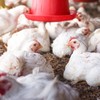 Em 2025, as importações argentinas de carne de frango cresceram 295% em relação ao ano anterior - Canva/Creative Commons
