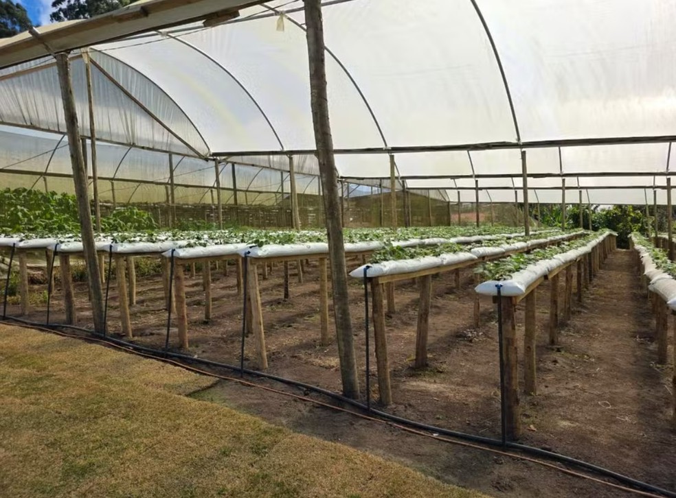 Empório do Morango cultiva 26 mil plantas hidropônicas em 20 estufas — Foto: Divulgação/Empório do Morango