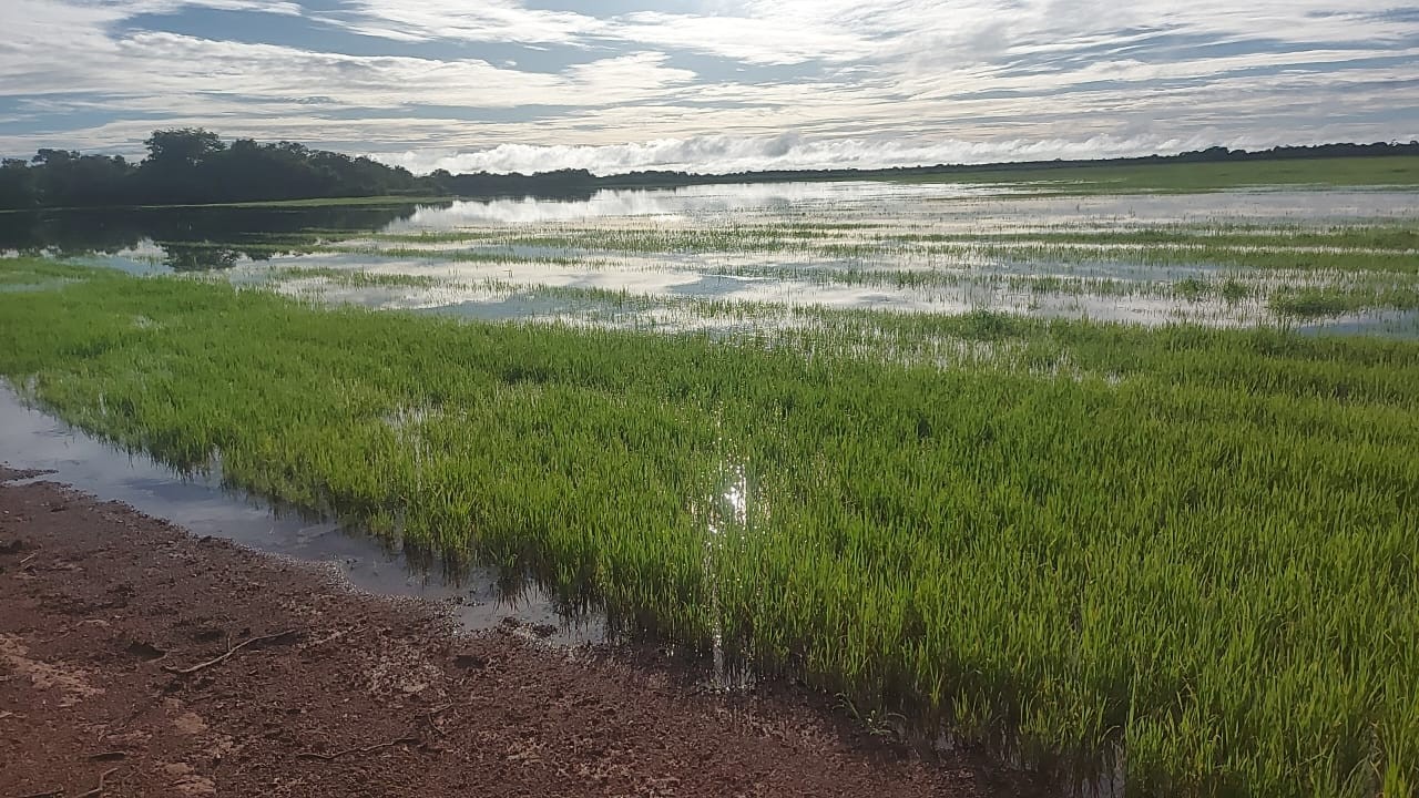 Chuva em excesso deixou campos de arroz submersos — Foto: Clever Teixeira