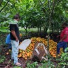 Alta pontual não afasta tendência de queda para o cacau, diz analista - Synergia Socioambiental