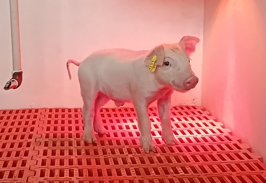 Boreal nasceu com saúde no último dia 24 de março, em Piracicaba (SP)