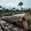A proposta atribui emissões de gases de efeito estufa por atividades que não são diretamente ligadas à produção, segundo o setor, como o desmatamento ilegal - Felipe Werneck/Ibama