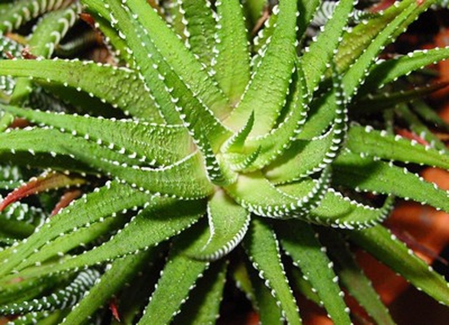 Planta Orquídea