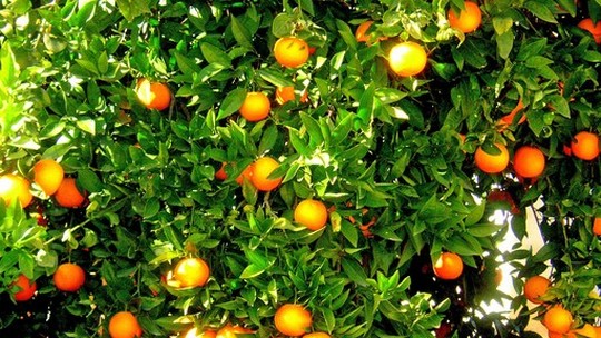 CBN Agro: doença da laranja avança e ameaça produção de SP