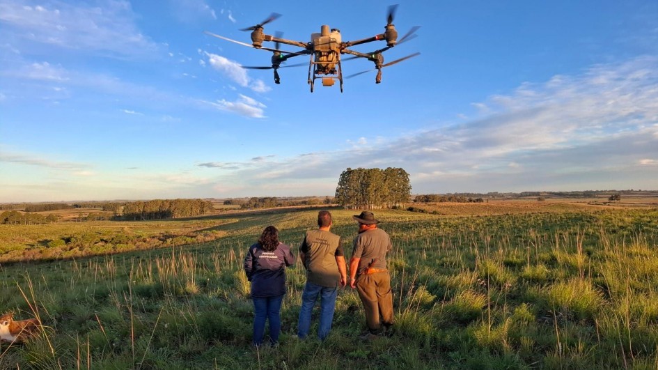 Como os drones prometem transformar o combate ao carrapato bovino