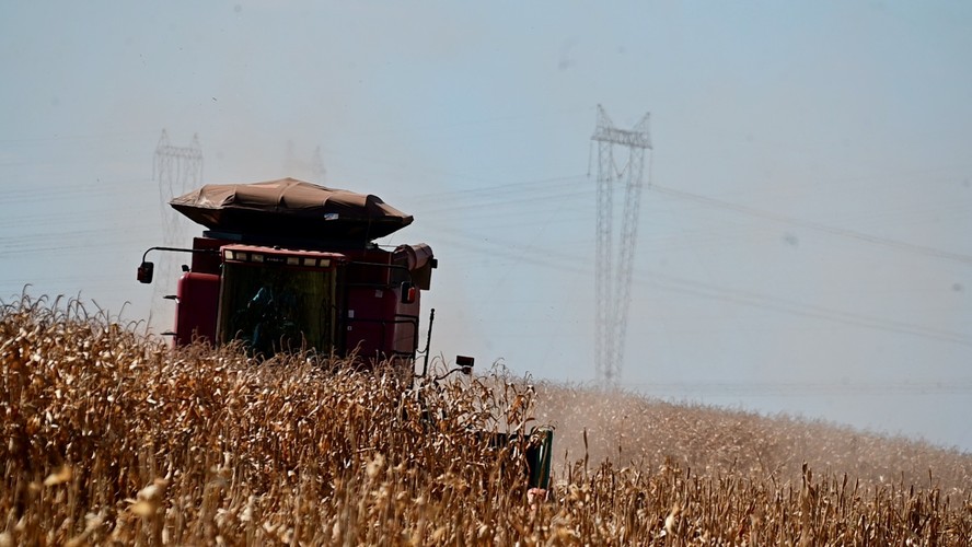 Paraná e Mato Grosso do Sul são os Estados mais atrasados na colheita de milho safrinha no Brasil