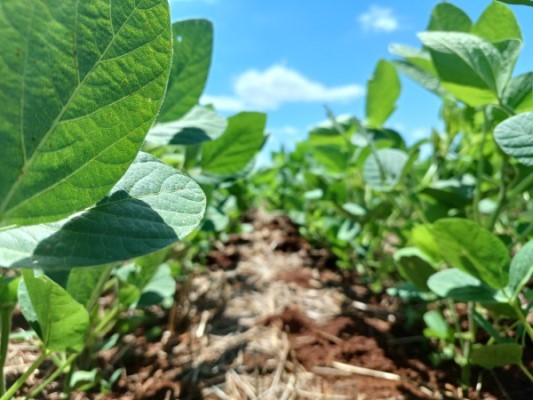 Área plantada com soja na Argentina deve crescer 1,2% em 2026/27 - Foto