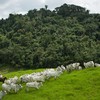 Restauração florestal e recuperação de pastagens estão entre as medidas que poderão receber financiamento - Wenderson Araújo