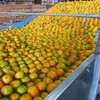 Representantes das indústrias de suco de laranja estarão presentes na reunião - SEAB