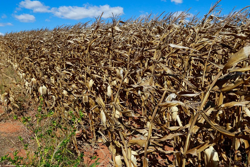 Mato Grosso plantou segunda maior área de milho de sua história em 2025/26