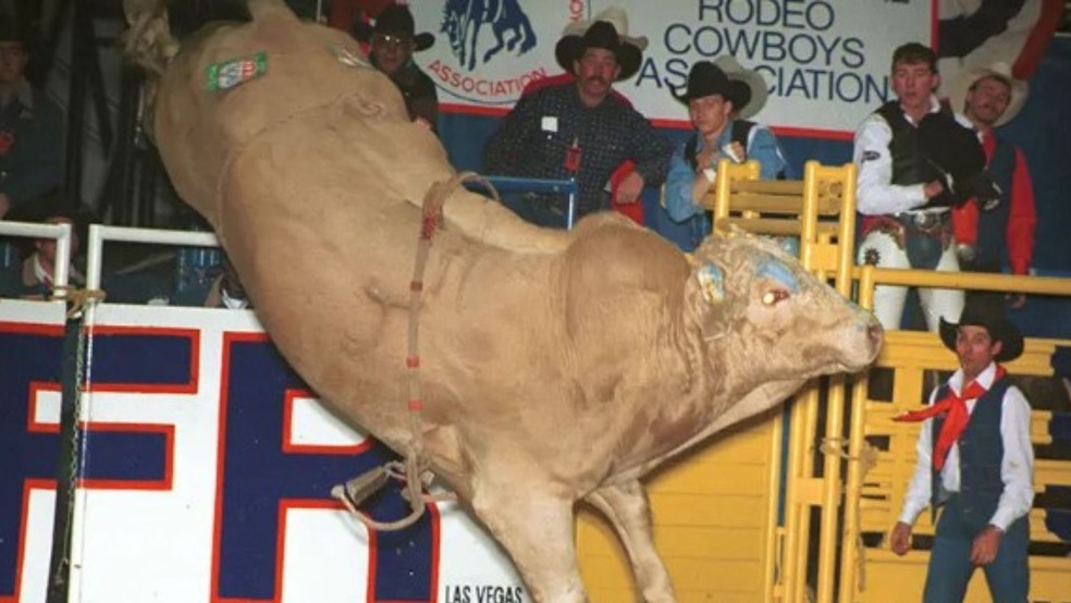 Bodacious — Foto: Divulgação/PBR