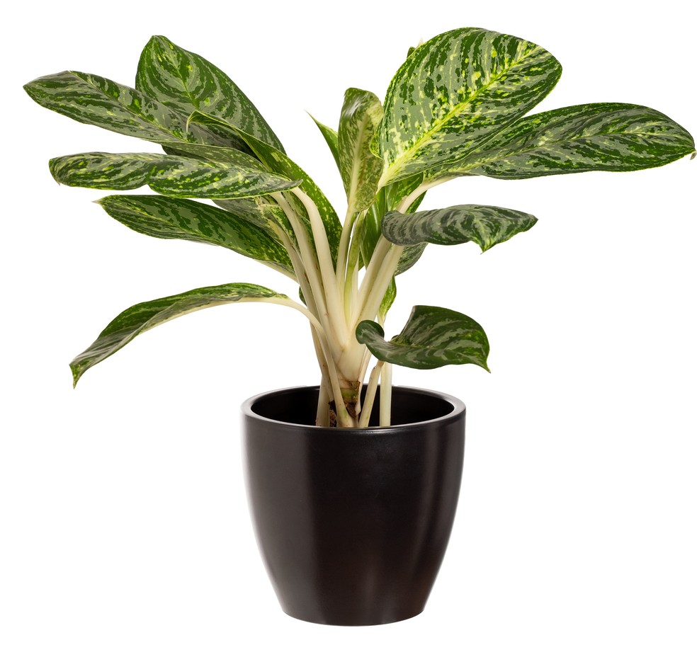 Aglaonema — Foto: Divulgação/CVH