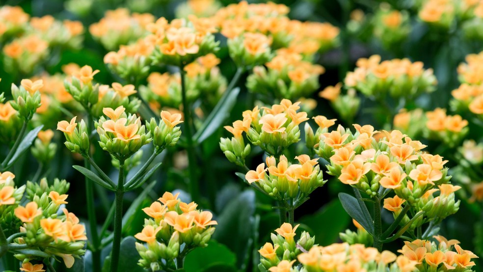 Kalanchoe, a flor da fortuna — Foto: Canva/ Creative Commoms